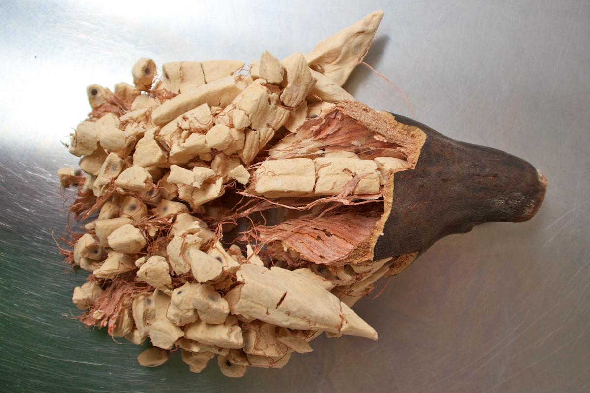 Baobab bio arbre 