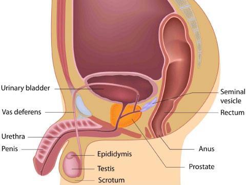 NATURAL TREATMENT FOR CHRONIC PROSTATITIS