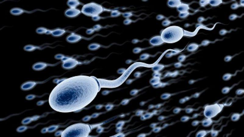 ALL ABOUT SPERMATOZOIDS: Bark, Root, Herbal tea, Plant