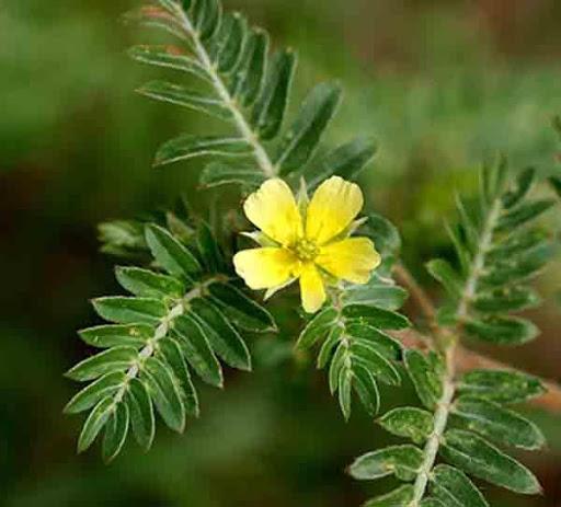 Tribulus terrestris to fight against andropause